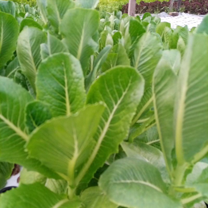 

Selada Romaine