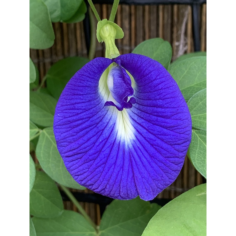 Benih Bibit Biji - Bunga Telang Biru Single Petal Blue Butterfly Pea Seeds - Untuk Pewarna Makanan &amp; Minuman - Tanaman Bunga Merambat - Mudah Tumbuh untuk Pemula