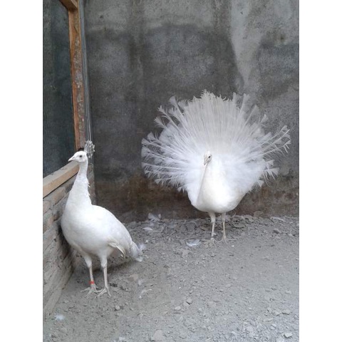 TELUR FETIL MERAK PUTIH ASLI