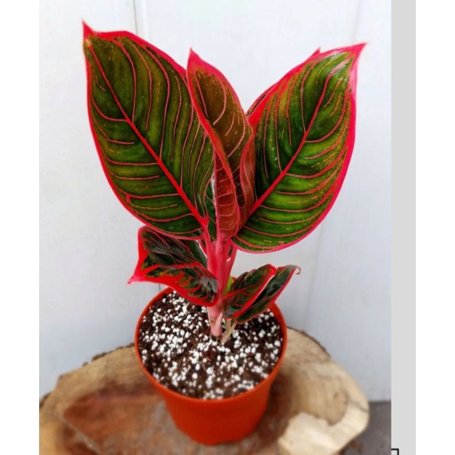 Aglonema khanza-anakan aglonema khanza