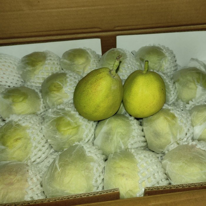 

✨NEW✨ -Pear Xiang Lie 1kg China / 1 dus - 1kg- 2.2.23