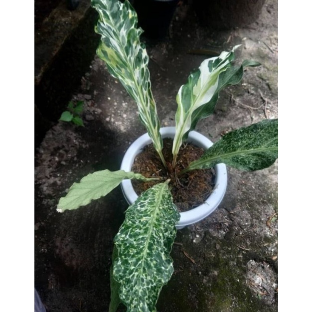 Anthurium Plowmanii Polkadot Variegata | Gelombang Cinta Polkadot
