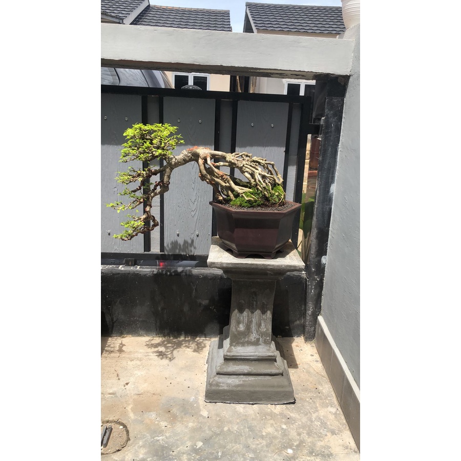 Bonsai Anting Putri Anput Cascade siap pajang / kontes