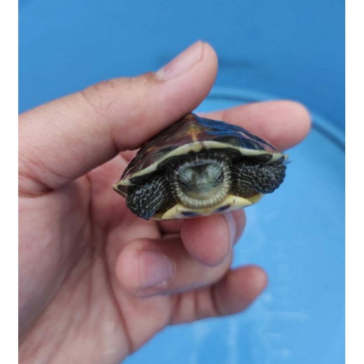 Kura-Kura Mauremys Sinensis/Ocadia Sinensis/Kura Avatar