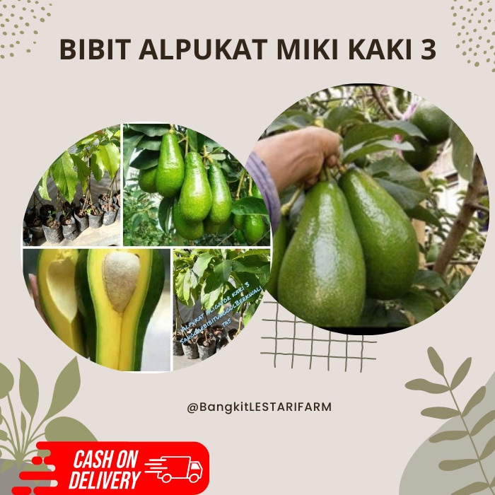 Bibit Alpukat Miki Kaki 3, Bibit SUPER GENJAH!!