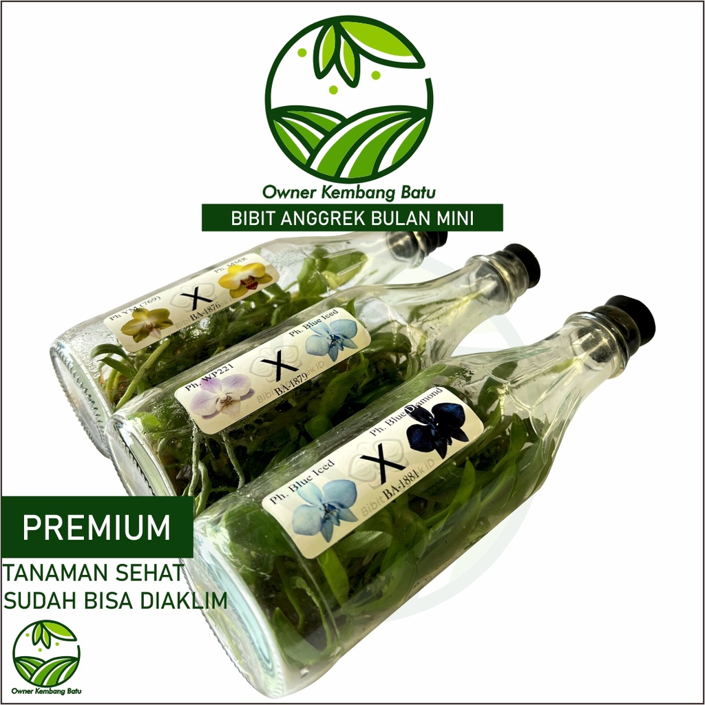 Bibit Anggrek Bulan Mini dalam Botol Anggrek Premium