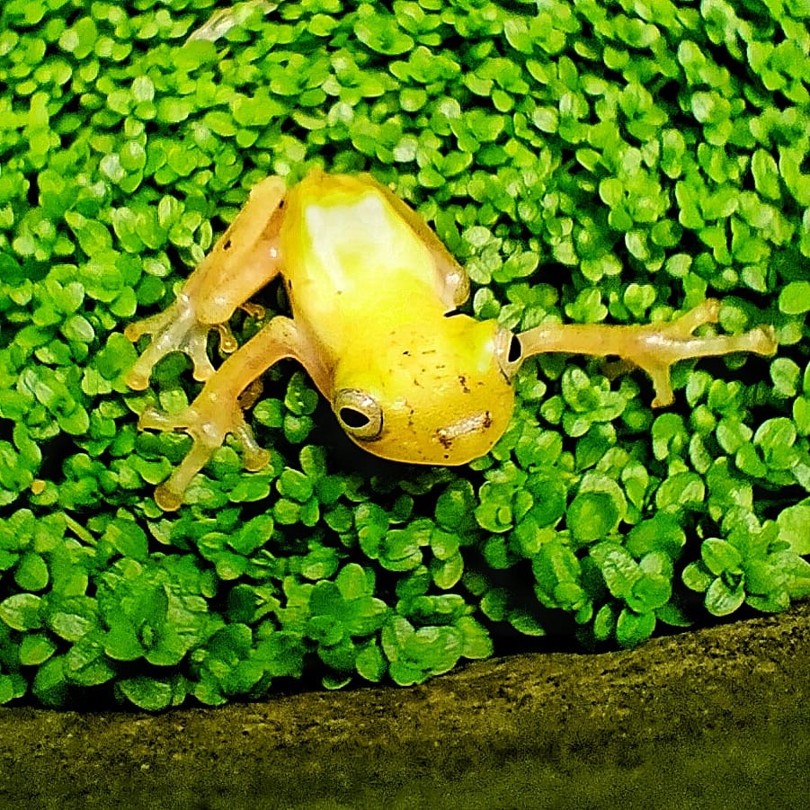 katak emas mini philautus vittiger golden dwarf tree frog - vivarium