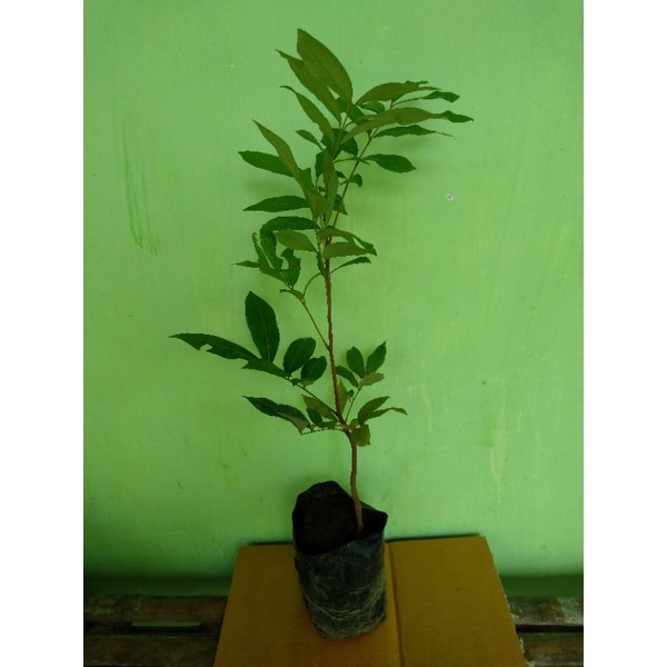 Seedling Bibit Kelengkeng