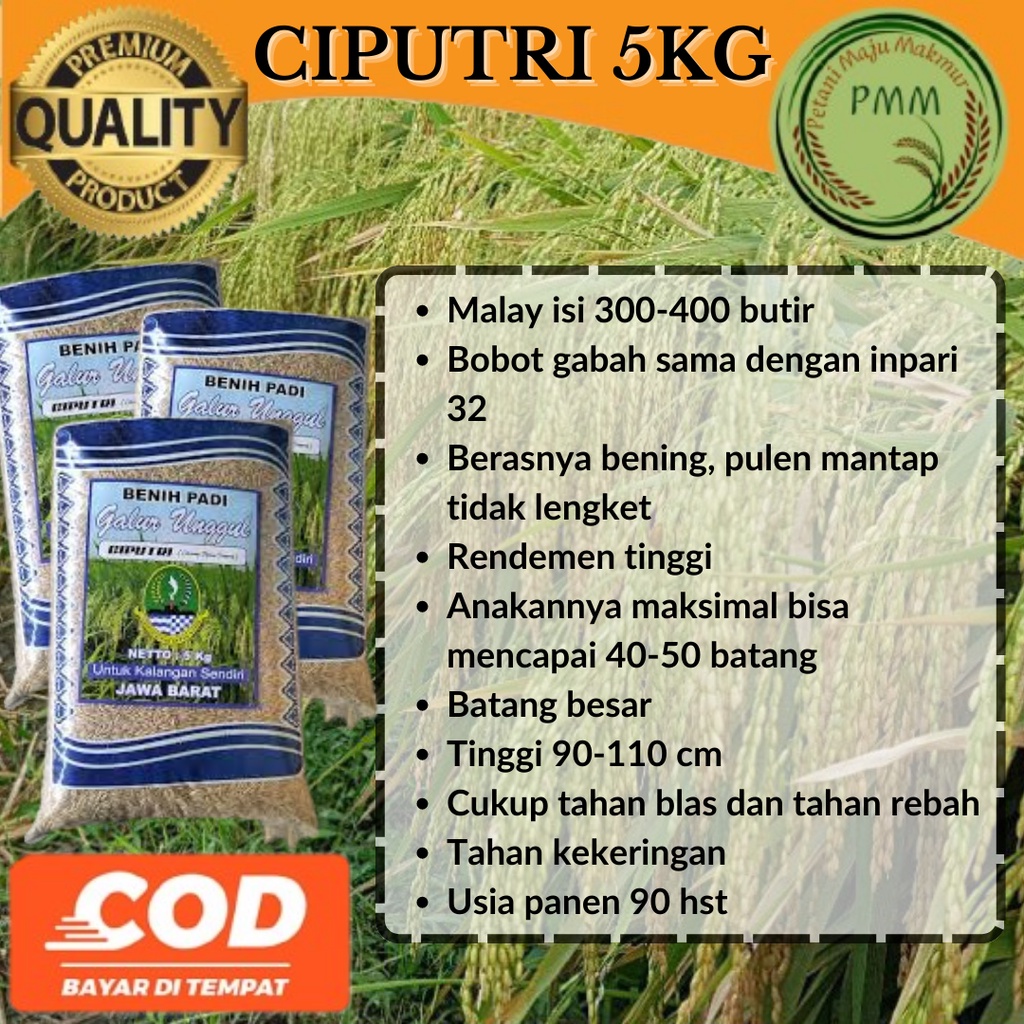 Biji Padi Unggul CIPUTRI Ciherang Malai Panjang 5KG