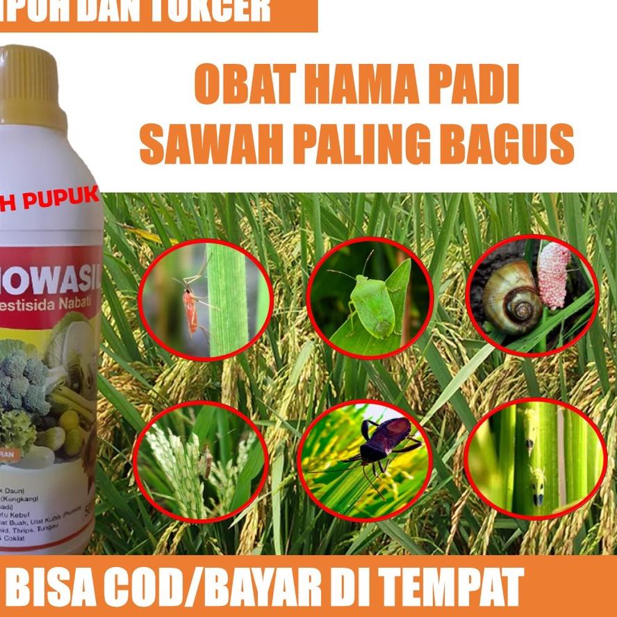 BIOWASIL - OBAT HAMA PADI SAWAH PALING BAGUS - Pestisida Padi Terbaik Atasi Hama Tanaman Padi - Inse