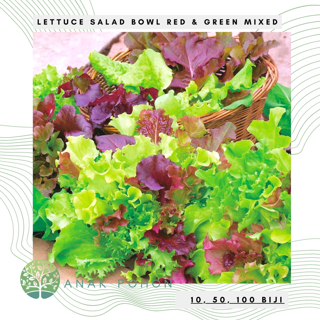 Benih Bibit Biji - Lettuce Salad Bowl Red &amp; Green Mixed Selada Campuran Seeds - IMPORT