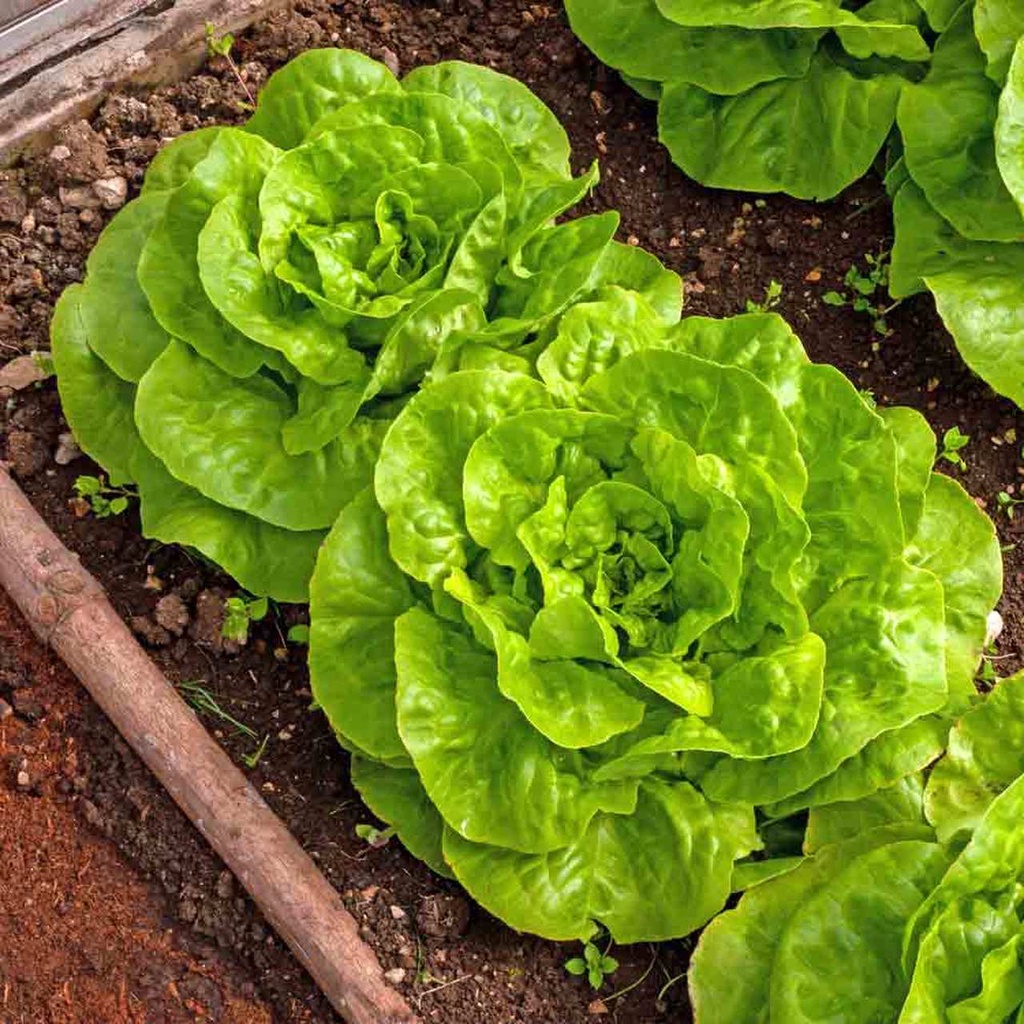 Benih Bibit Biji - Selada Green Butterhead Hijau Lettuce Seeds - IMPORT