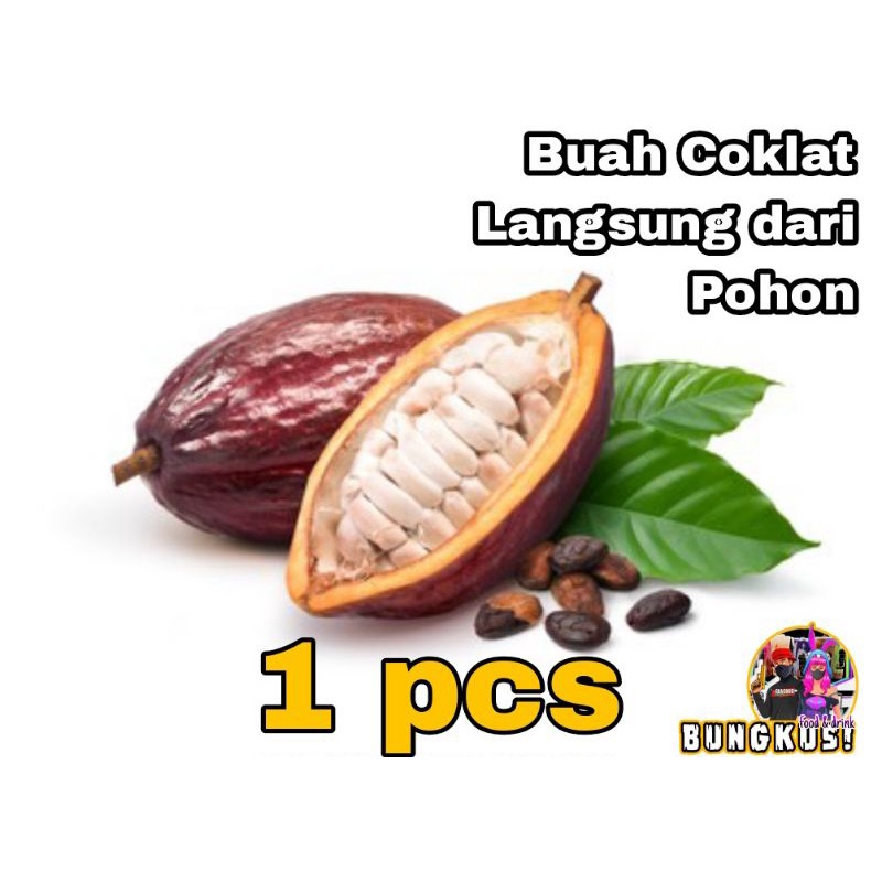 

Buah coklat langsung petik dari pohon