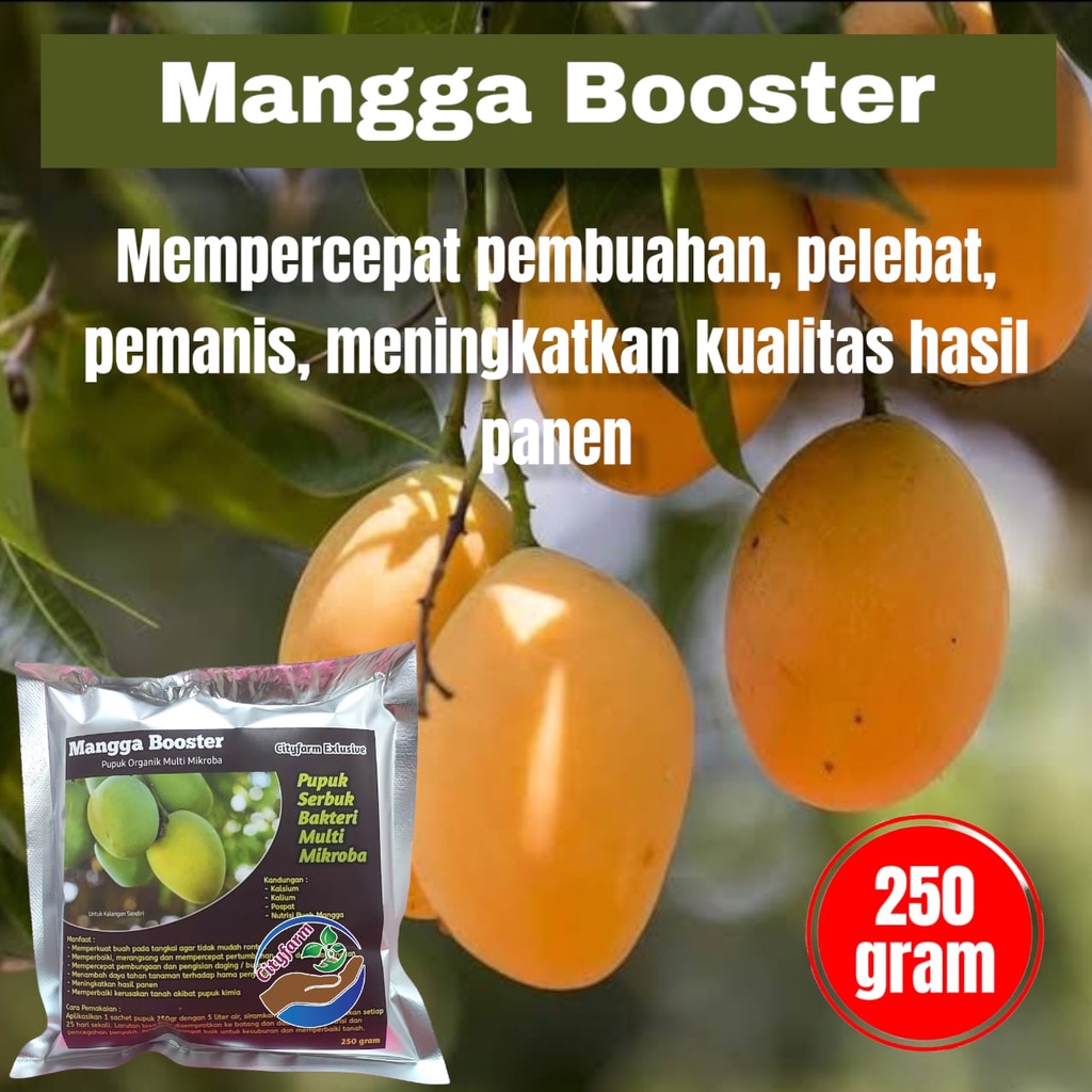 Pupuk Booster Mangga Super Pelebat Buah Dan Anti Rontok 250gr