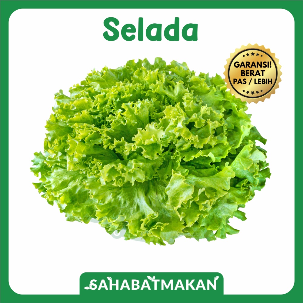 Selada Keriting — SahabatMakan