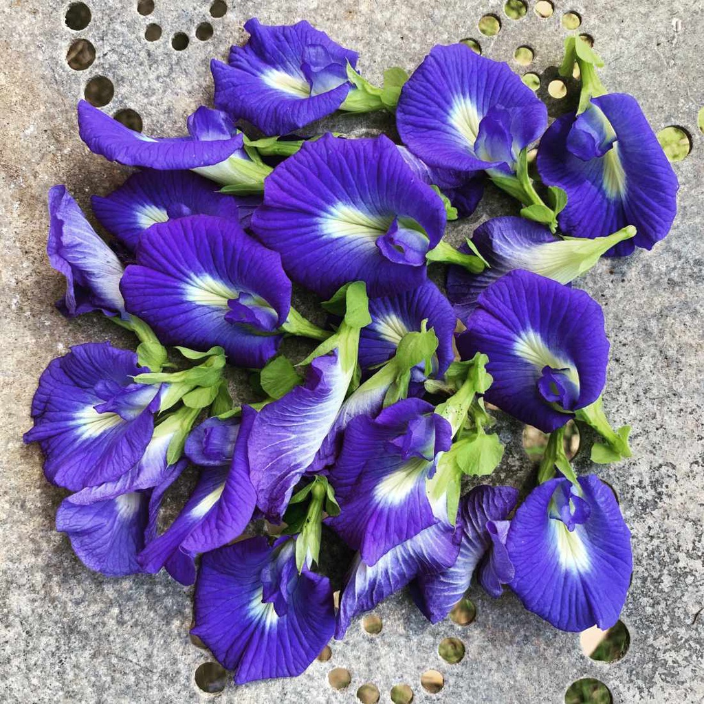 Benih Bibit Biji - Bunga Telang Biru Single Petal Blue Butterfly Pea Seeds - Untuk Pewarna Makanan &amp; Minuman - Tanaman Bunga Merambat - Mudah Tumbuh untuk Pemula