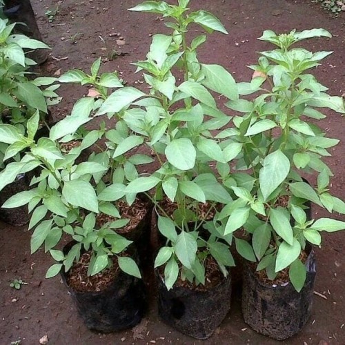 Tanaman Kemangi / Daun Lalap Kemangi bibit sayuran