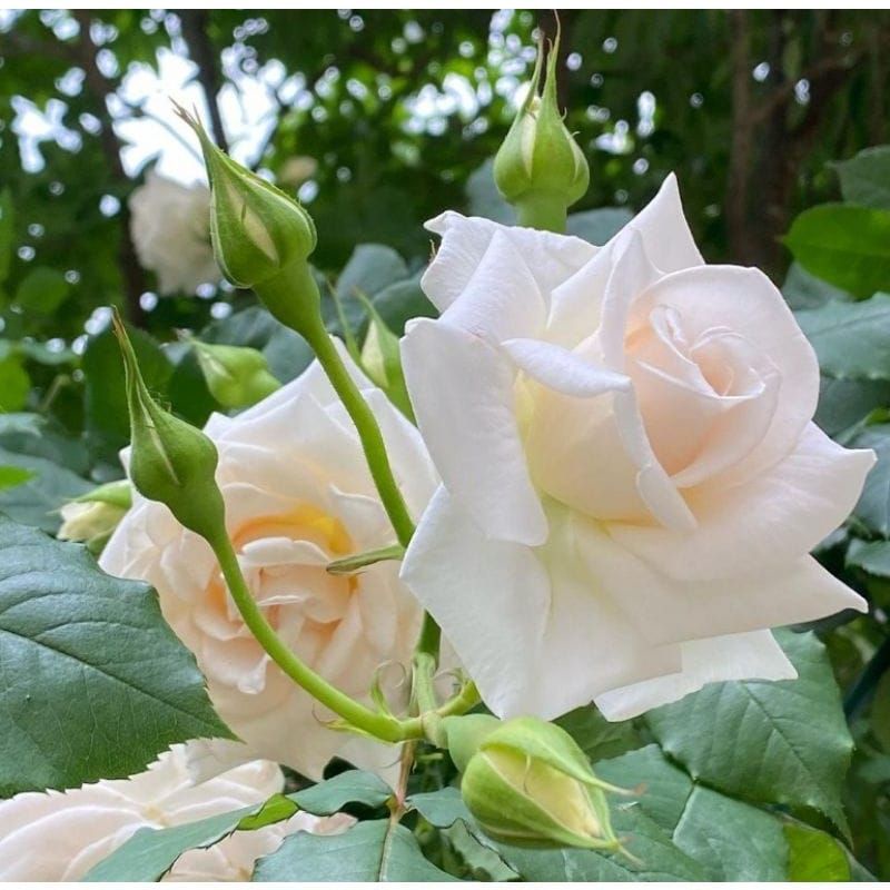 Mawar Holland putih/ White rose