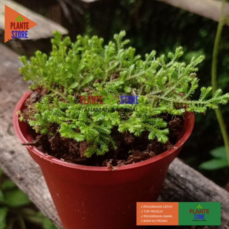 TANAMAN HIAS PAKIS SELAGINELA PAKIS CAKAR AYAM MINI HIASAN TANAMAN HIASA. INDOOR UNIK