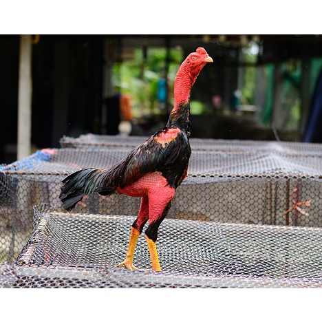 telur tetas asli ayam bangkok saigon fertil dan fress