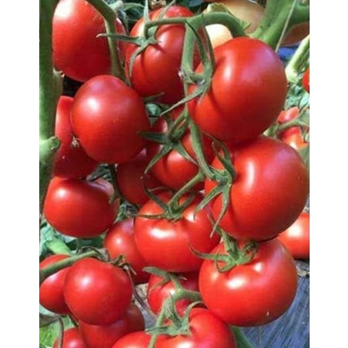 BIJI BENIH BIBIT TOMAT HYBRID F1 ISI 10