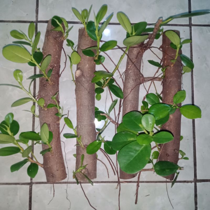 Beringin Dolar cutting batang besar 4 pcs / Ficus Dolar bahan stek