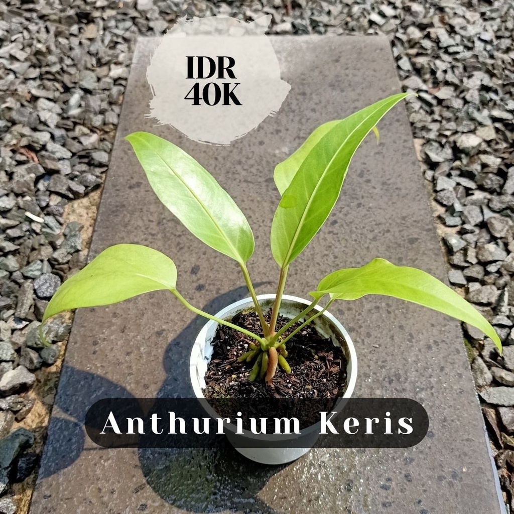 Anthurium Keris