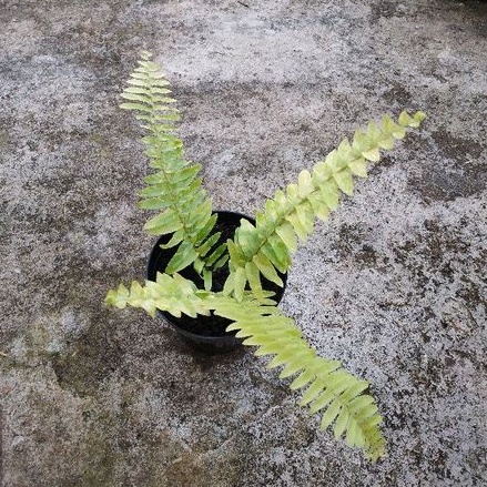 Revando45 Tanaman Hias Pakis Boston Varigata / Pakis Kelabang Variegata