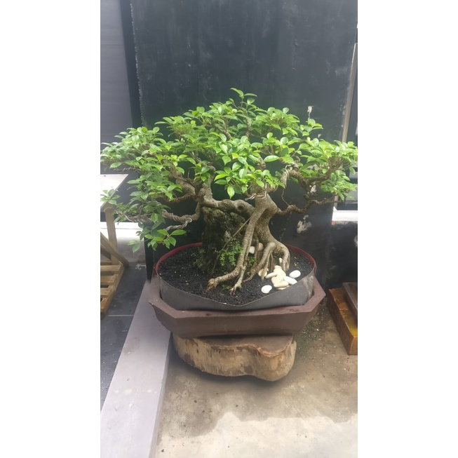 bonsai Kimeng OTR siap kontes / pajang