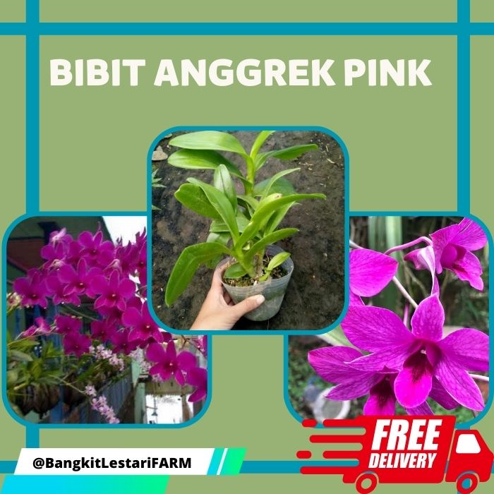 Bibit Anggrek Pink, Bibit Anggrek CEPAT BERBUNGA