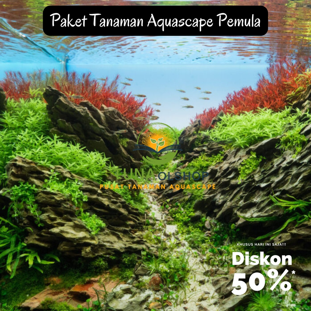 Paket Tanaman Aquascape - Tanaman Aquarium Aquascape - Tanaman Aquascape - Paket Tanaman Aquascape L