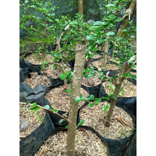 bibit hokianti bunga bahan bonsai