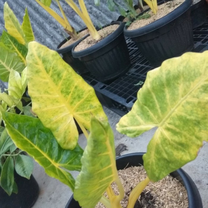 alocasia macarizona gold - sente golden - alocasia