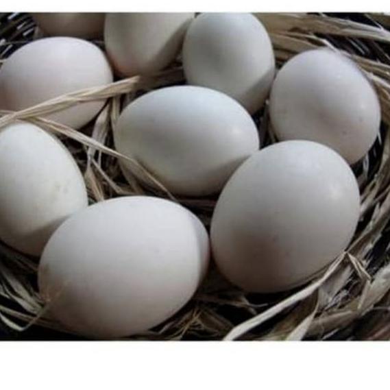 

️✔️✔️ Telur SOANG per 1 Butir FRESH (Konsumsi) TIDAK MENERIMA COD !!!