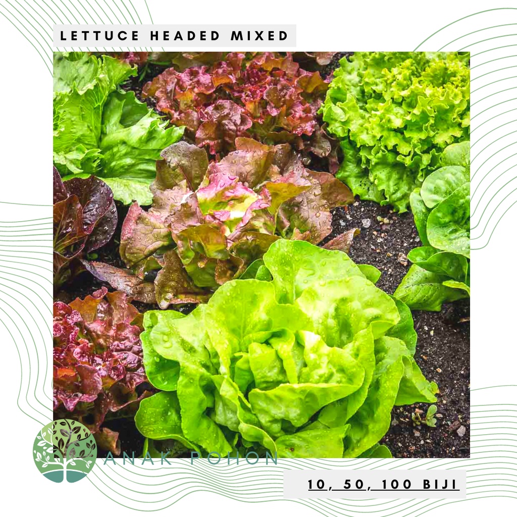 Benih Bibit Biji - Lettuce Headed Mixed Selada Campuran Seeds - IMPORT