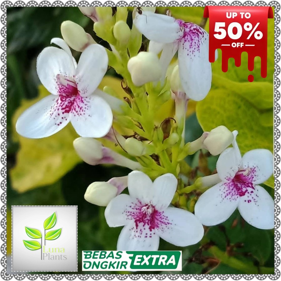 tanaman hias melati jepang  - tanaman melati - melati jepang