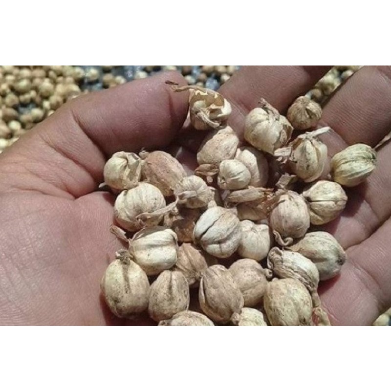 100 GR Kapolaga Kapulaga Kering Putih Super Dari Jawa Tanpa Pemutih Karkolaka 1 / 10 KG