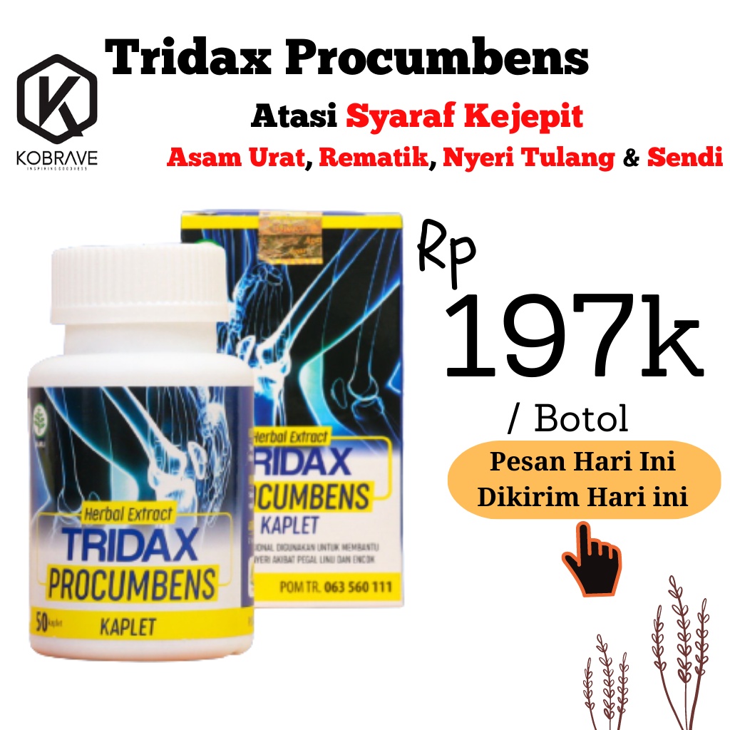 TRIDAX PROCUMBENS Original Obat Herbal Saraf Kejepit Asam Urat Pegal Linu Nyeri Sendi Encok Rematik Ampuh