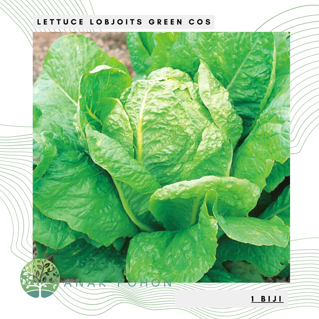 Benih Bibit Biji - Lettuce Lobjoits Green Cos Selada Seeds - IMPORT