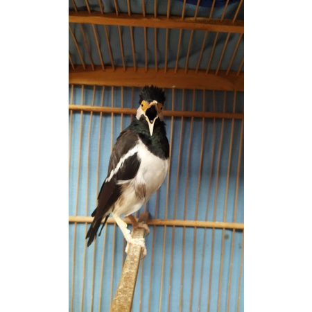 Burung jalak kebo sortir pilihan jalak suren gacor murah berkualitas rio rio