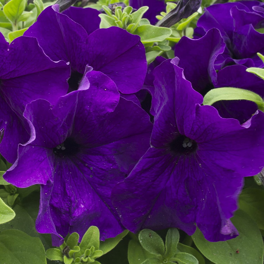 Benih Bibit Biji - Bunga Petunia Nana Compacta Royal Blue Flower Seeds - IMPORT