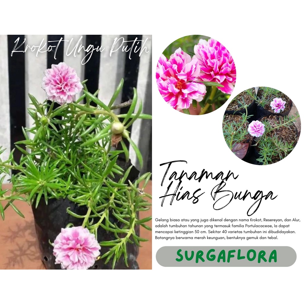 tanaman hias krokot MOSSROSE Ungu Putih - Krokot Sudah Berbunga Rimbun -  Kembang Pukul 9