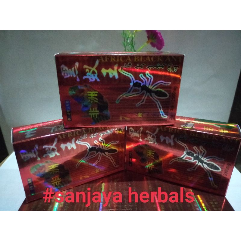AFRICA BLACK ANT SEMUT 9
