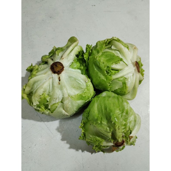 

Sayur Letus ,Ice Berg,Salad