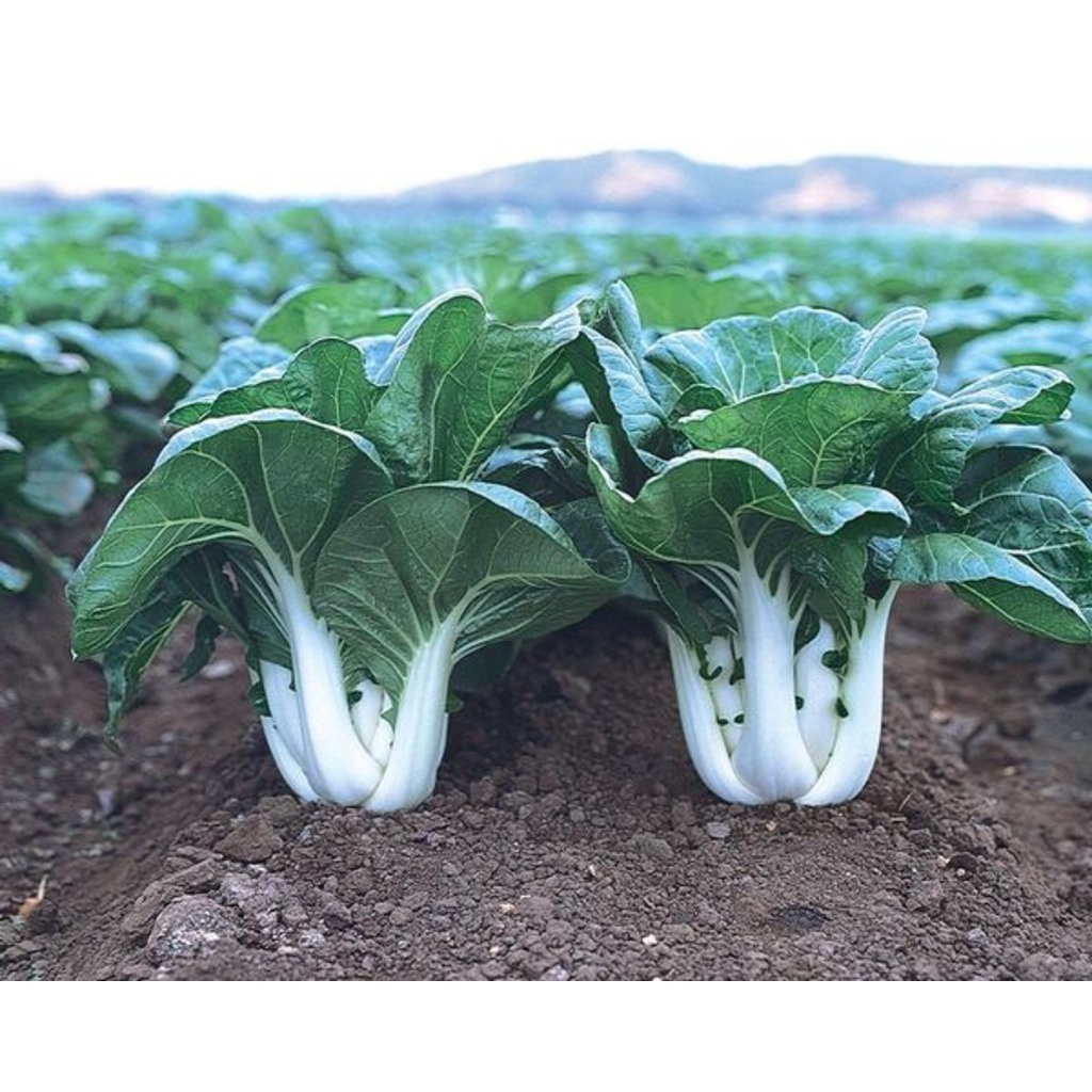 Benih Bibit Biji - Pak Choi Putih Pak Choy White Pakcoy Jepang Takii Seed Kualitas Super Seeds - Panen Dalam 40 HST