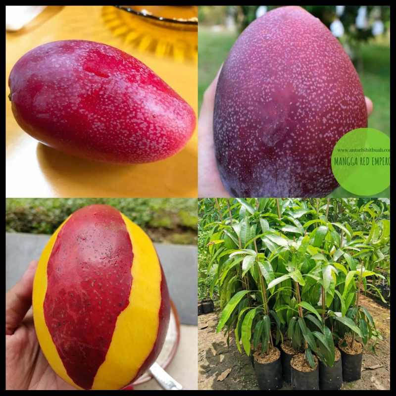 Bibit Mangga Red Emperor Tinggi 1 Meter Batang Besar Cepat Berbuah