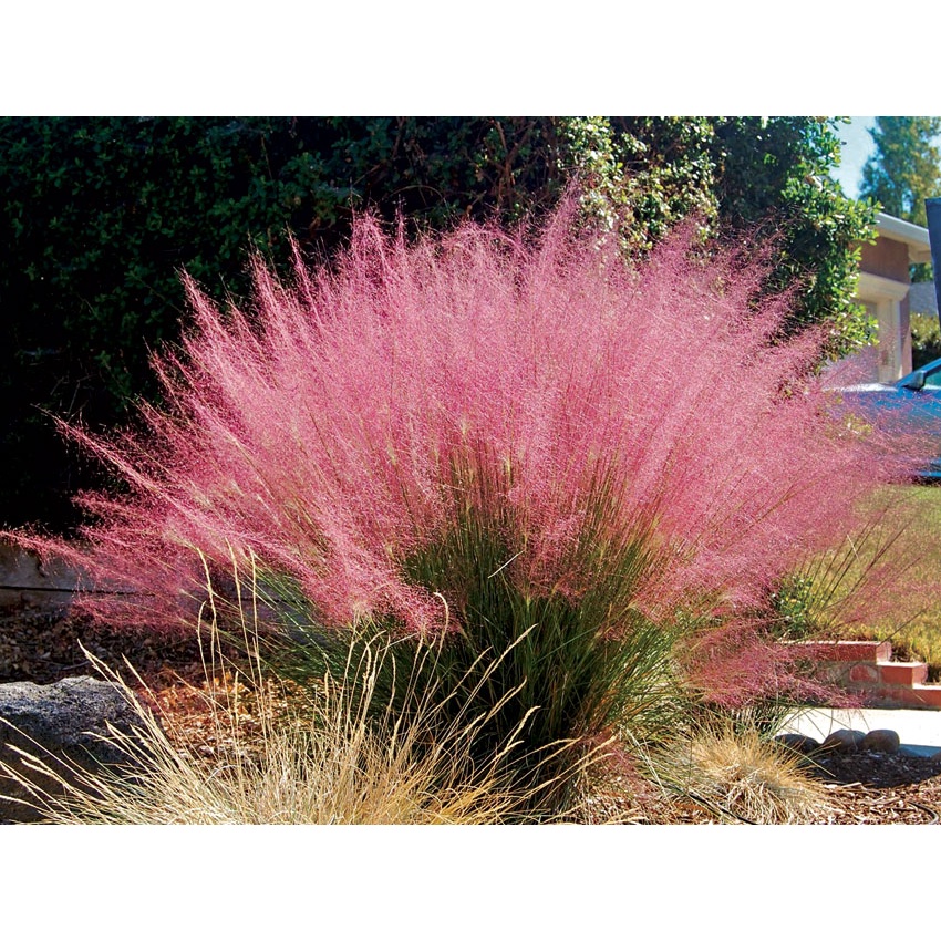 Benih Bibit Biji - Pink Muhly Grass / Korean Cotton Candy Grass / Rumput Pink (Muhlenbergia capillaris) Ornamental Plant Seeds - IMPORT