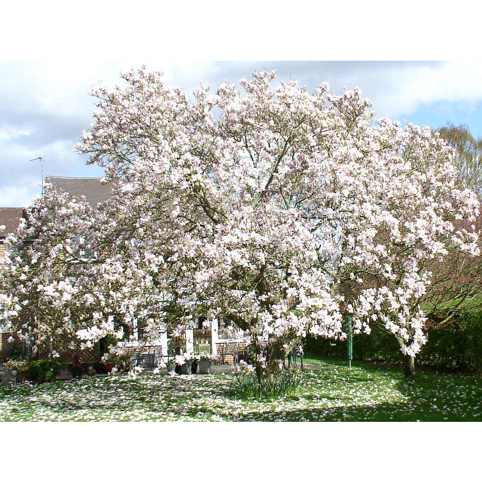 Benih Bibit Biji - Pohon Bunga White Magnolia Putih Flower Tree Seeds - IMPORT