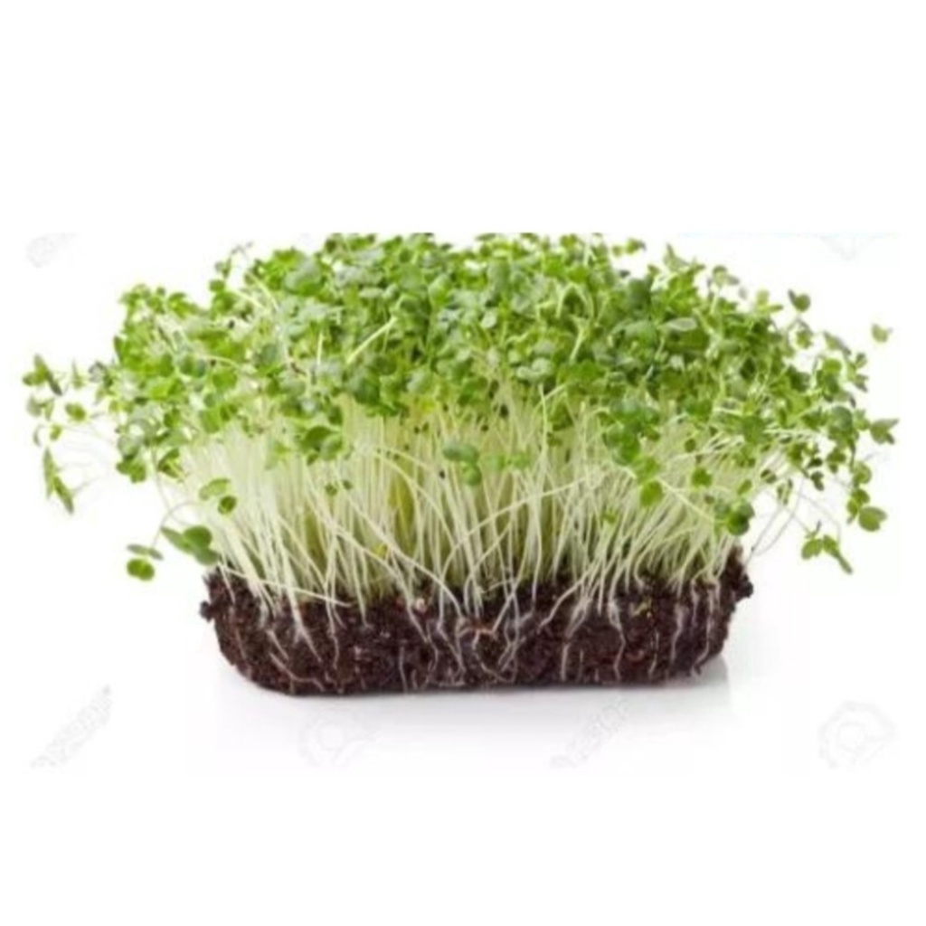 BENIH MICROGREEN BROCCOLI SPROUT 10 GRAM bibit biji microgreen brokoli