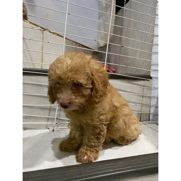 apricot toy poodle